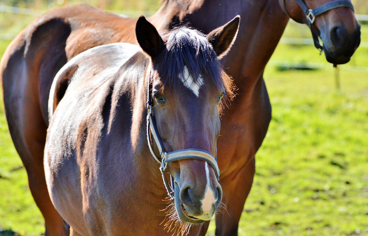 horse ride reiter free photo