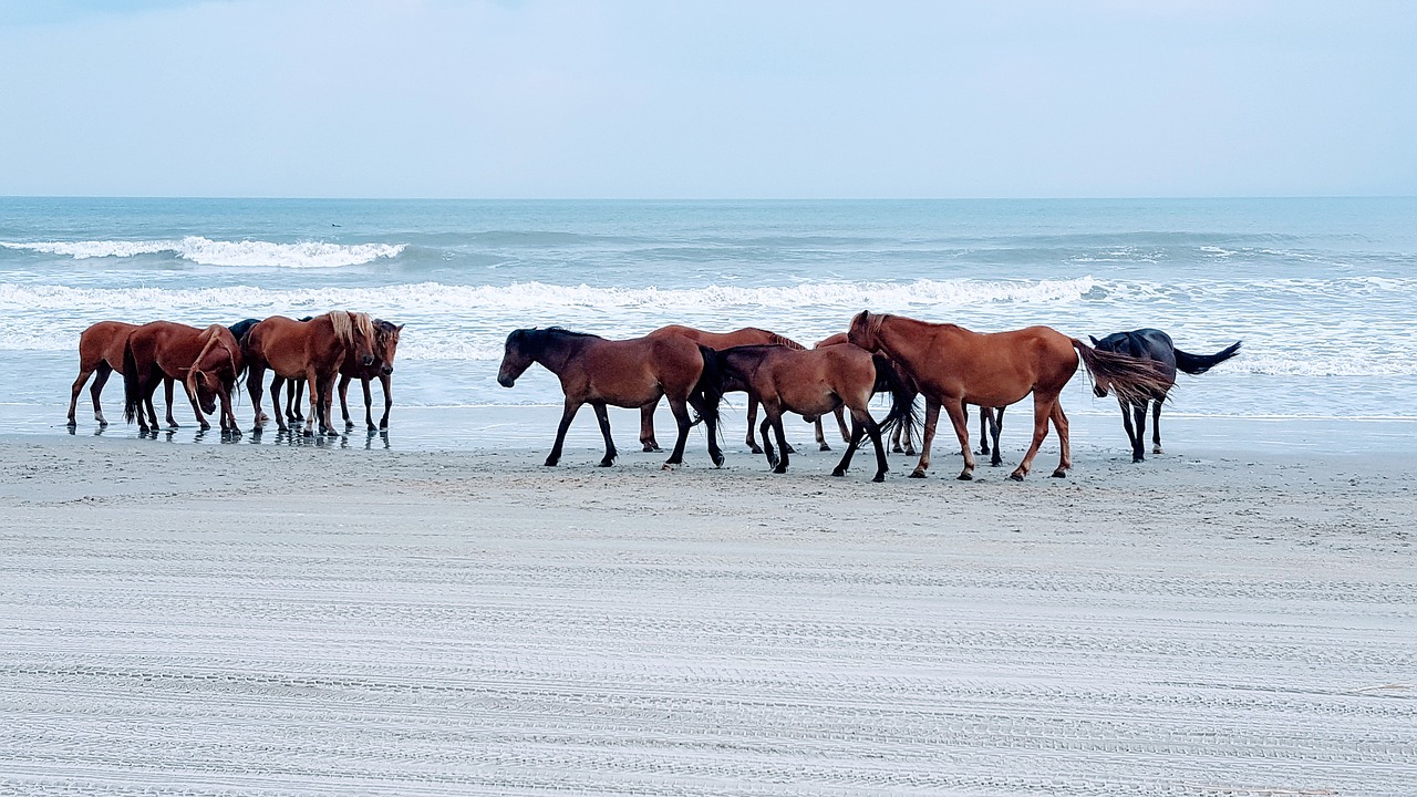 horse beach ocean free photo