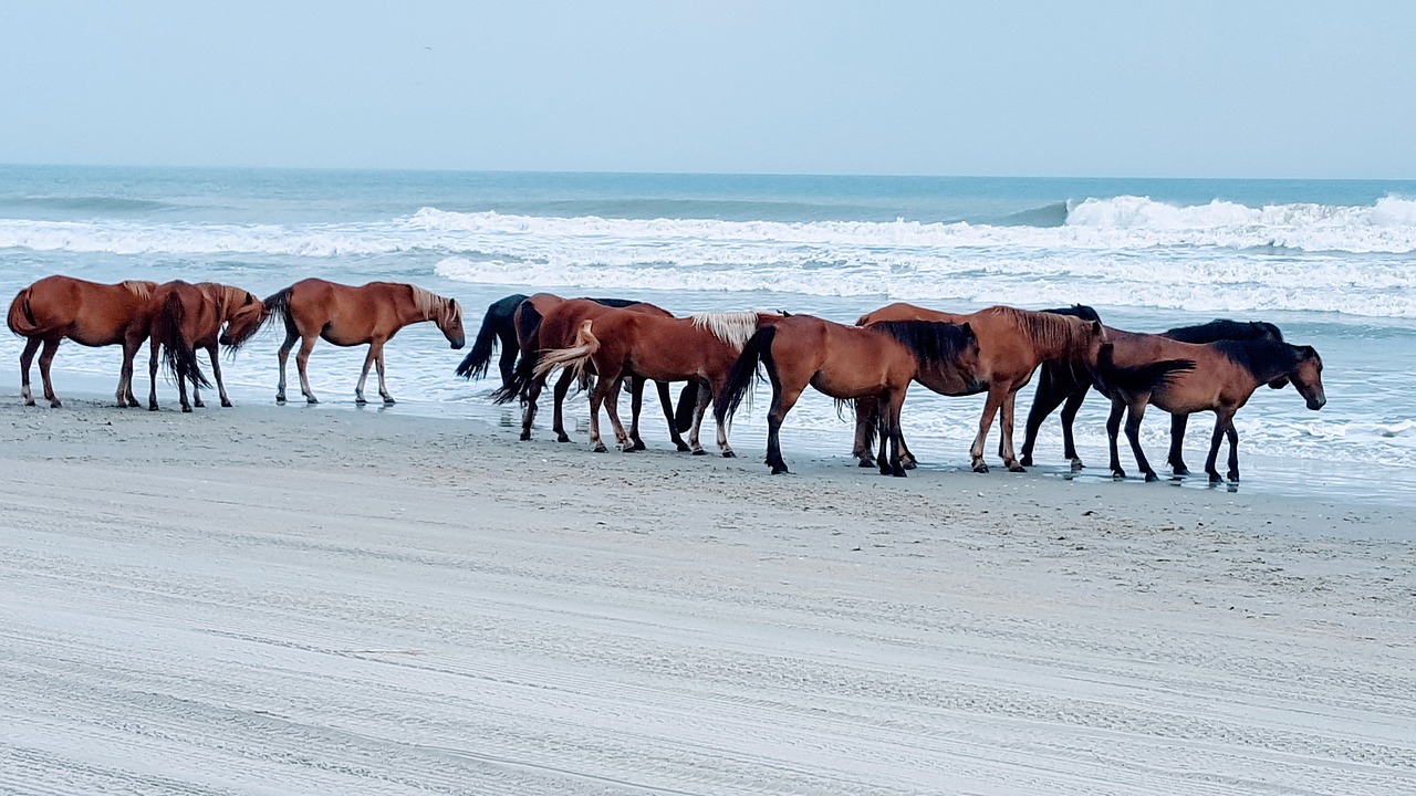 horse beach ocean free photo