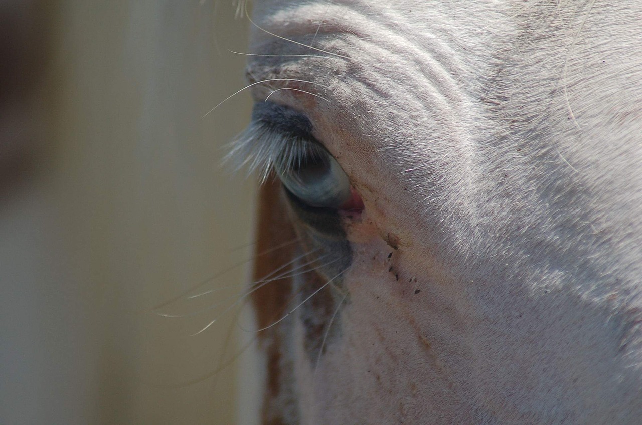 horse blue eye animal free photo