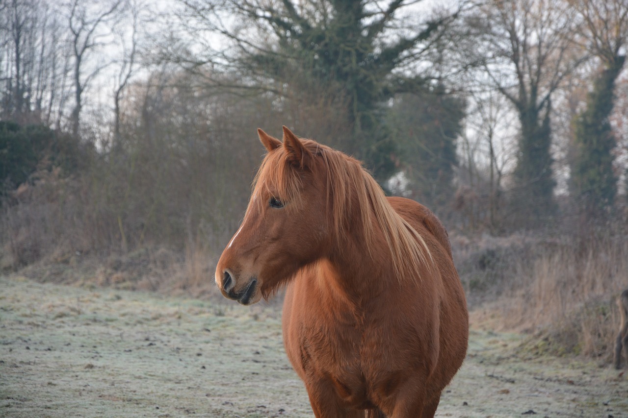 horse profile horse mane free photo