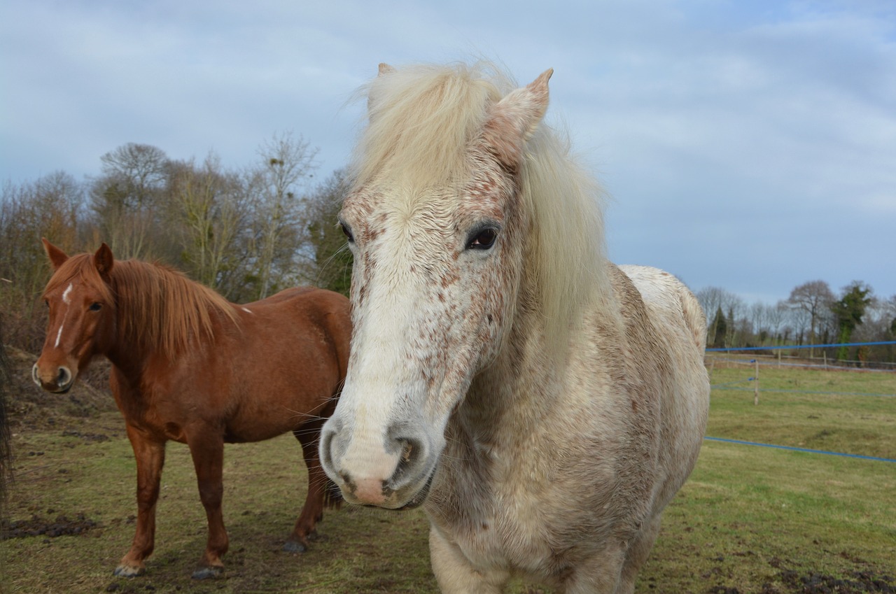 horse horses mare free photo
