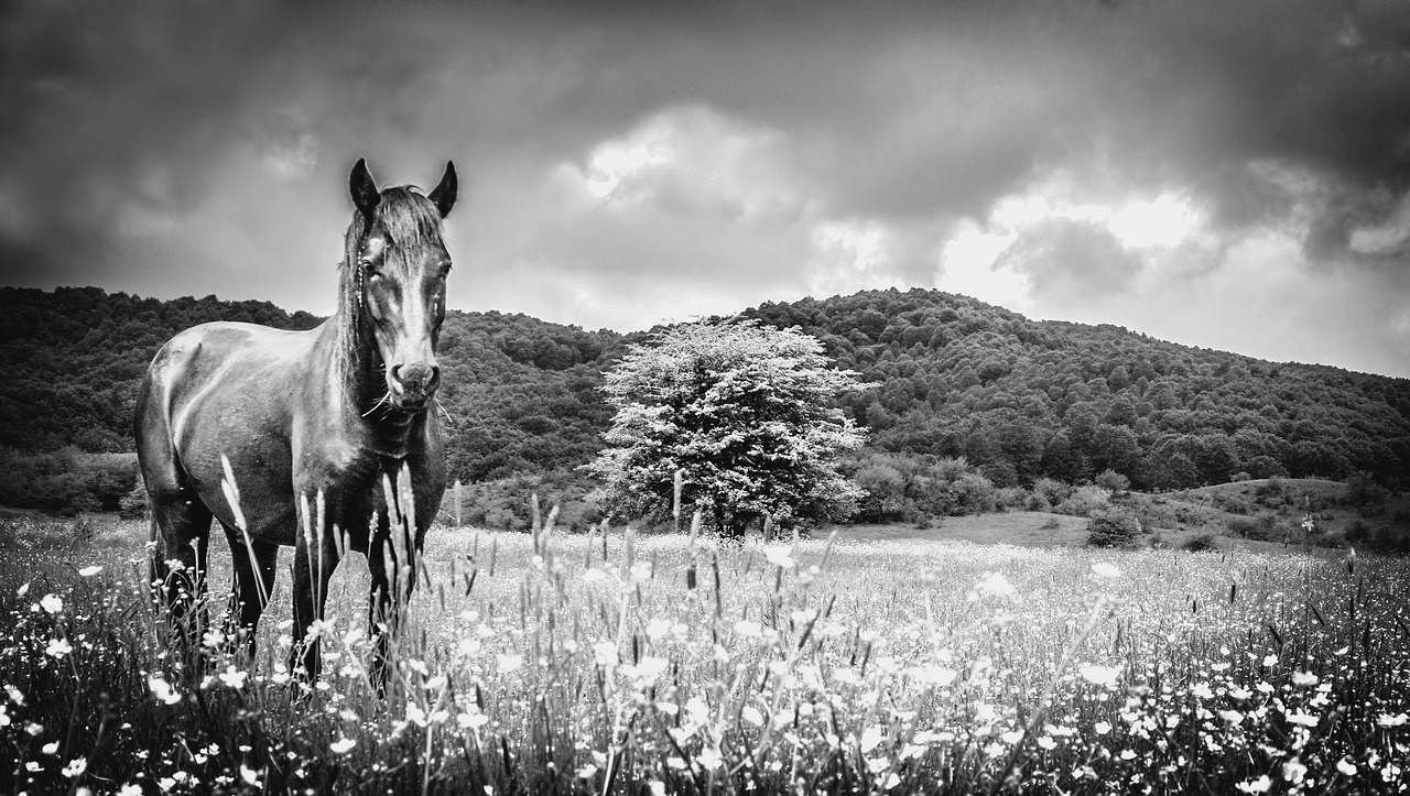 horse meadow black and white free photo