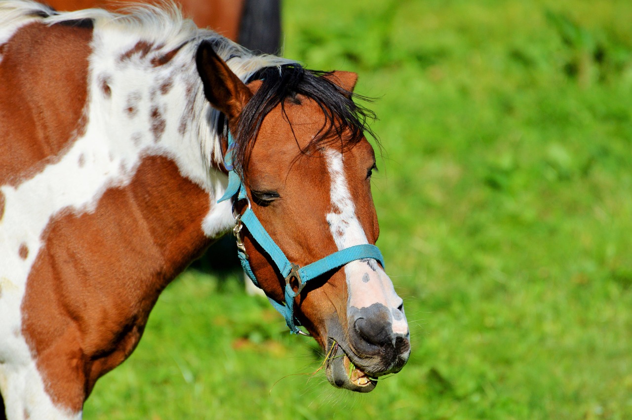 horse ride reiter free photo