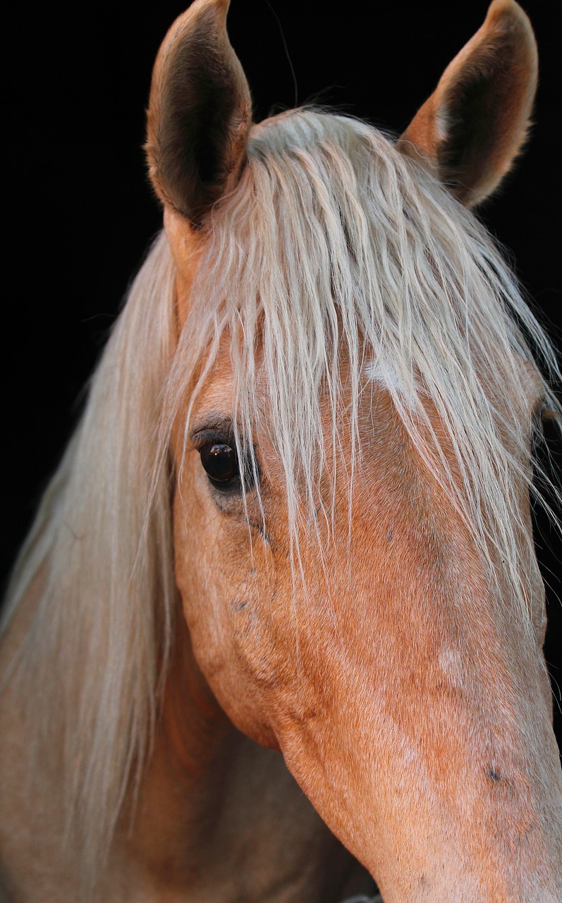 horse animal equine free photo