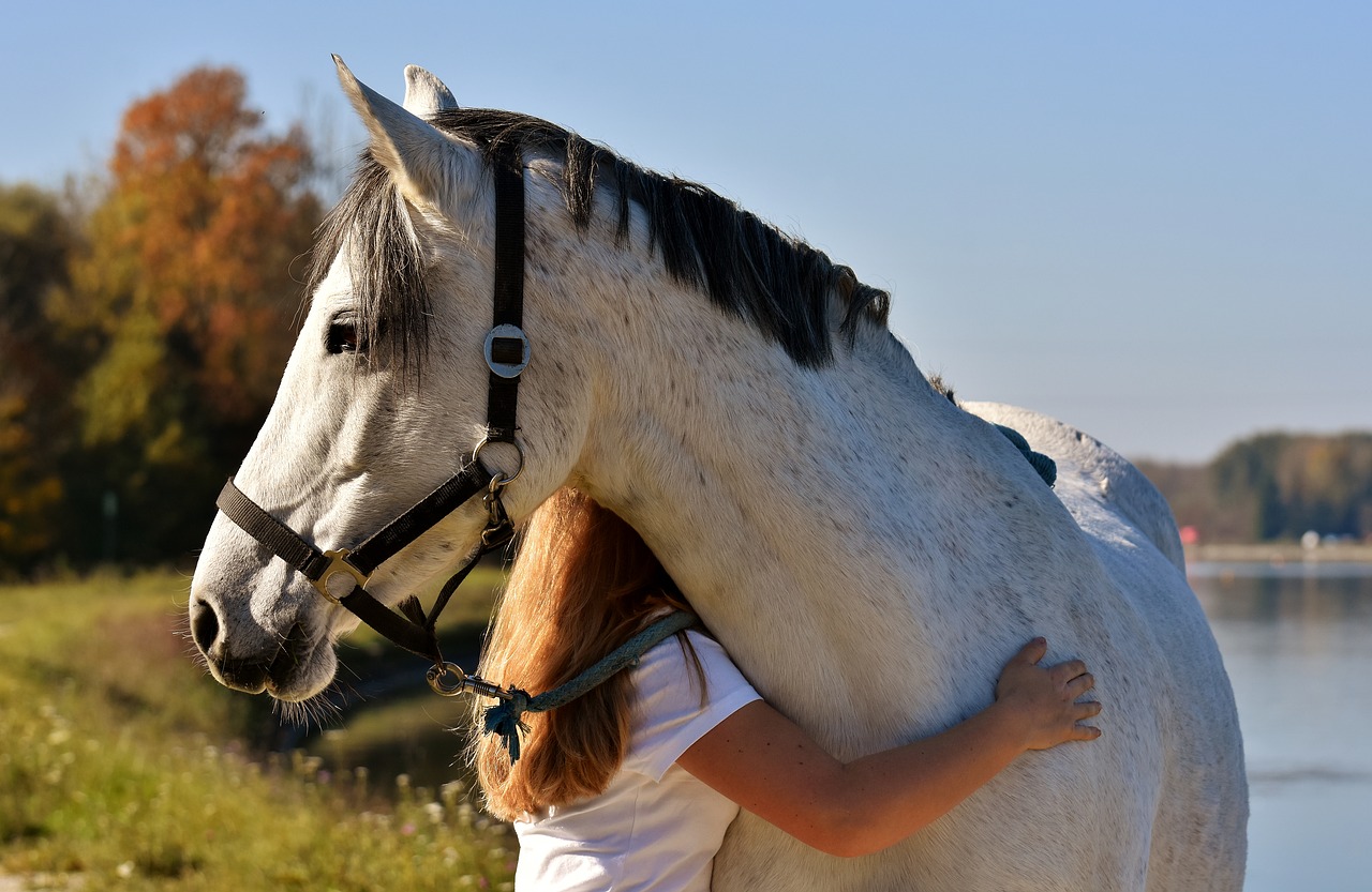 horse pony girl free photo