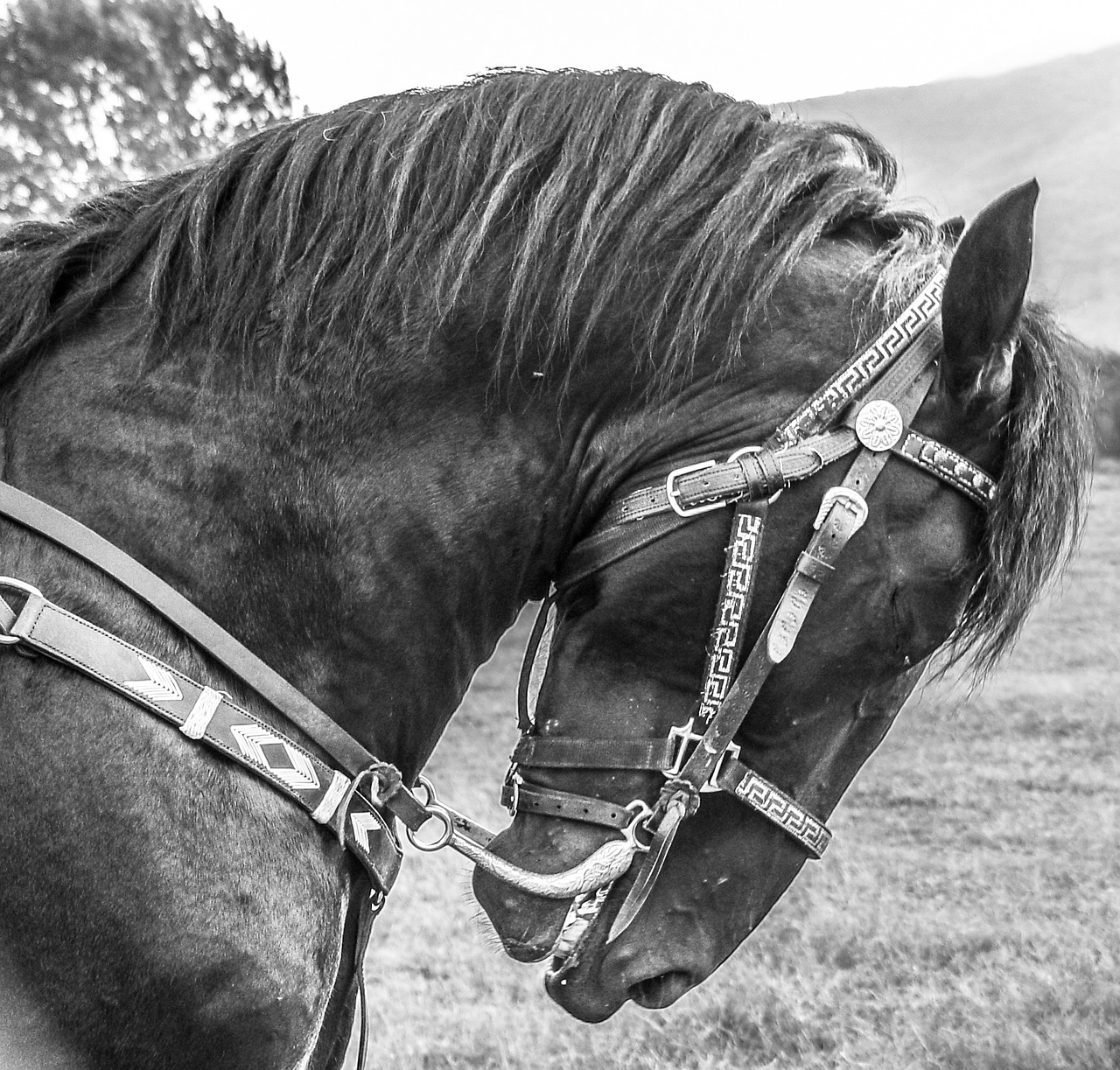 horse horse head black and white free photo