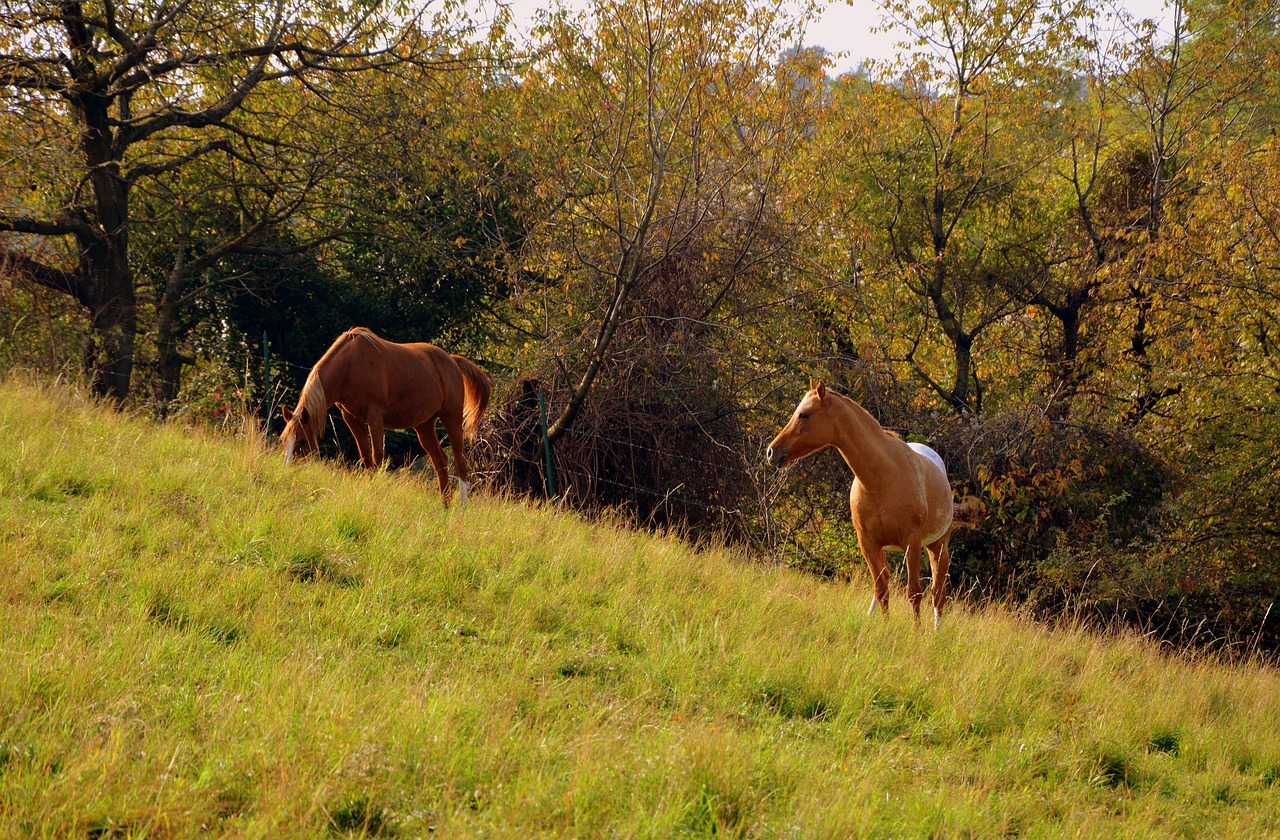 horse prato mountain free photo