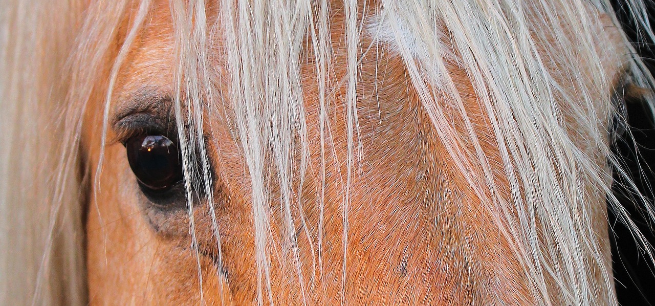 horse equine stallion free photo