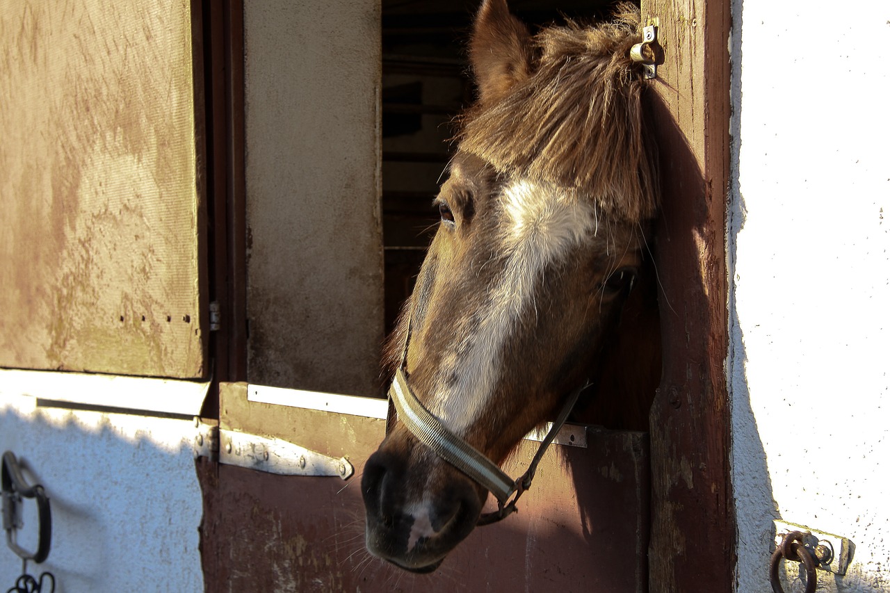 horse head attention free photo