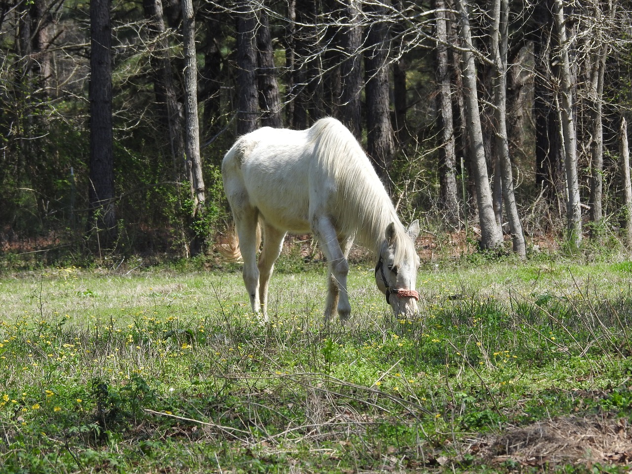 horse land barn free photo