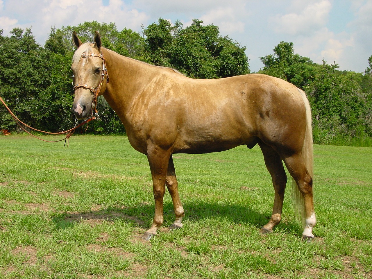 horse mare stallion free photo