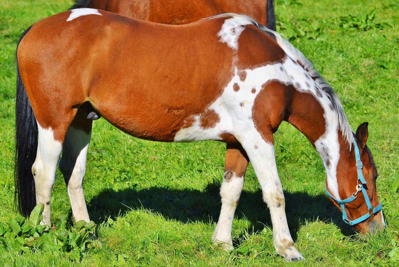 horse ride reiter free photo