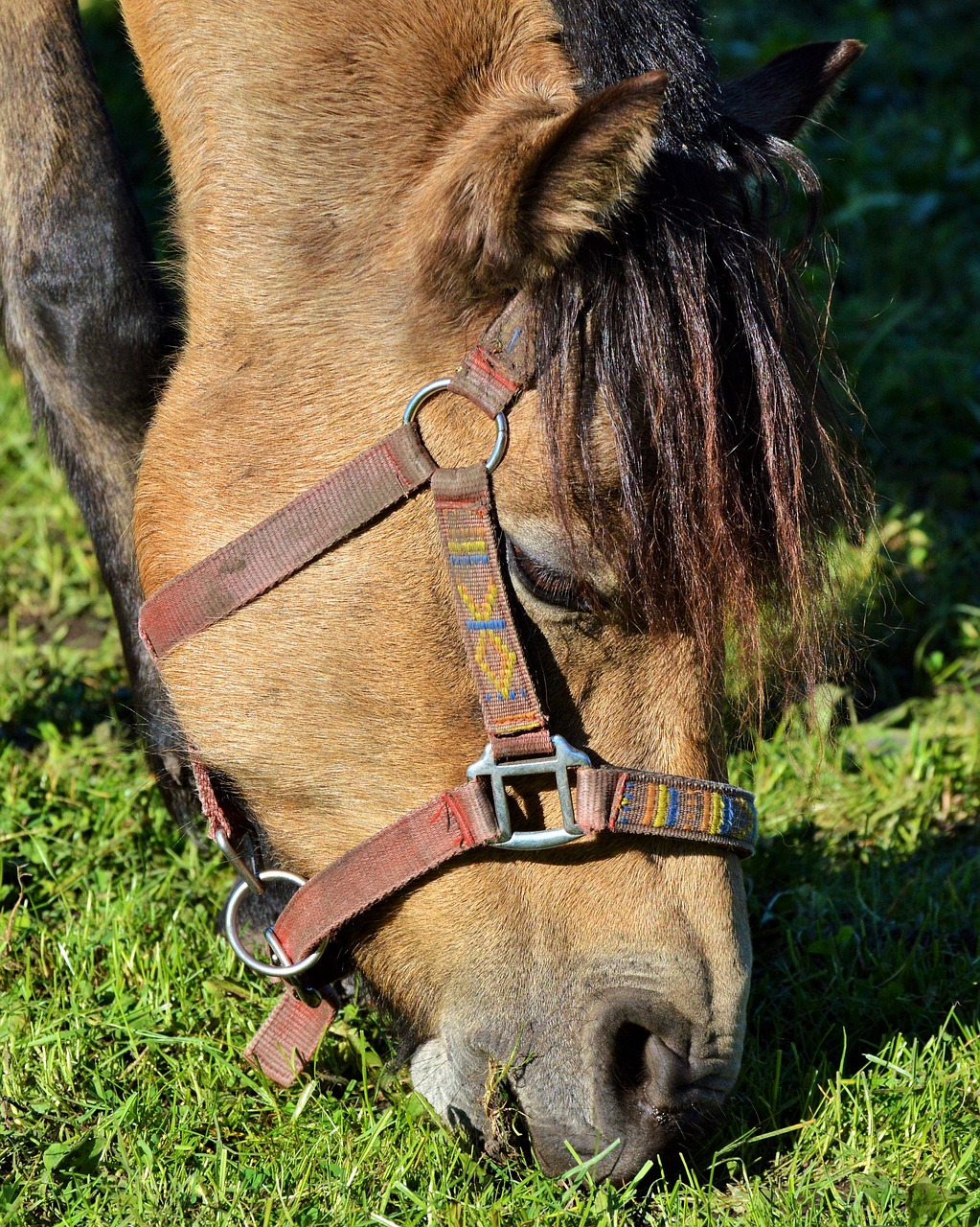 horse pony ride free photo
