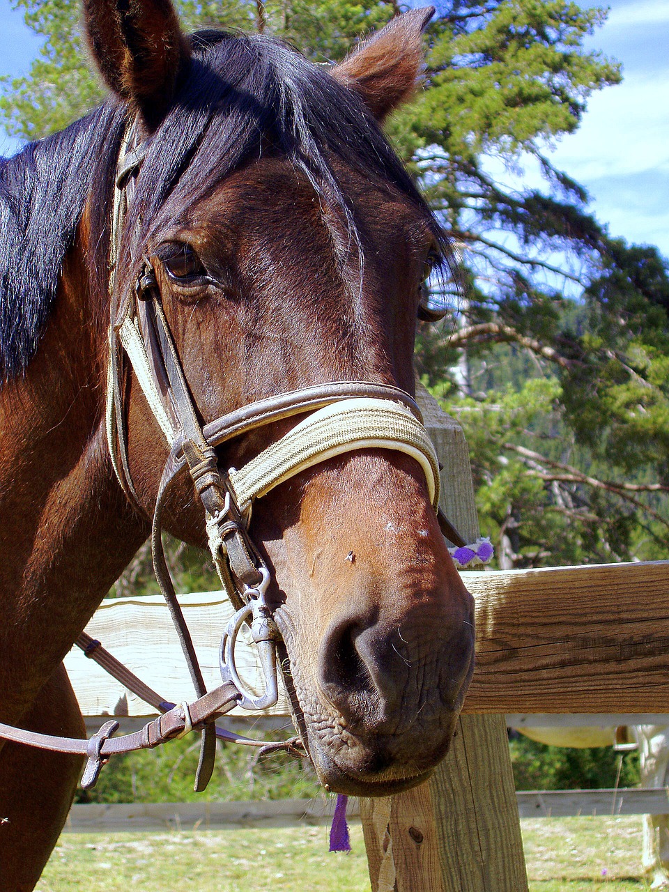 horse head eye horse free photo