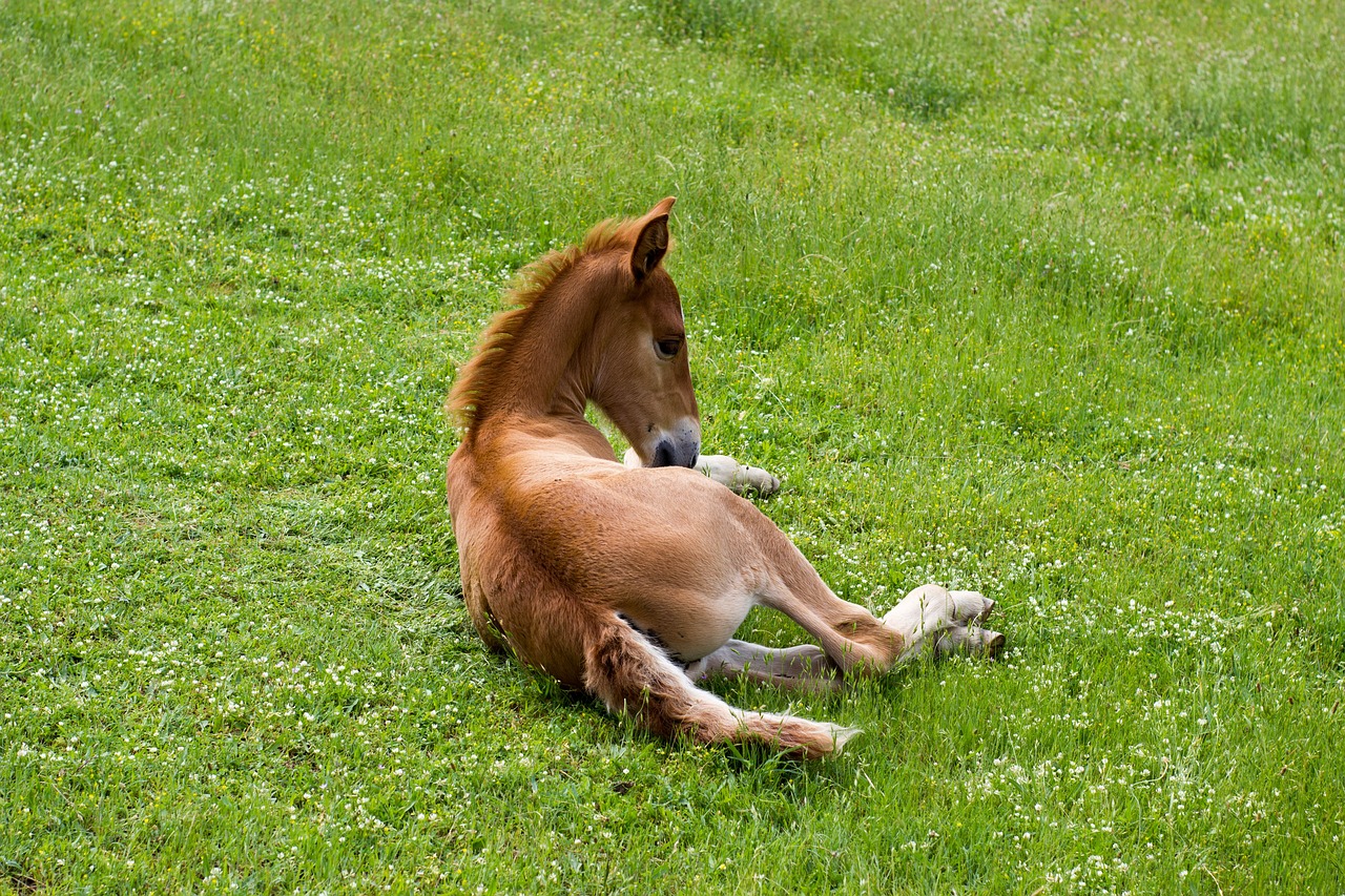 horse grass nature free photo