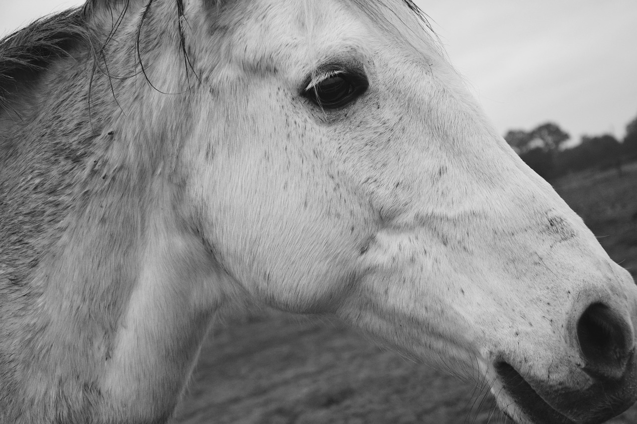 horse profile horse head profile free photo