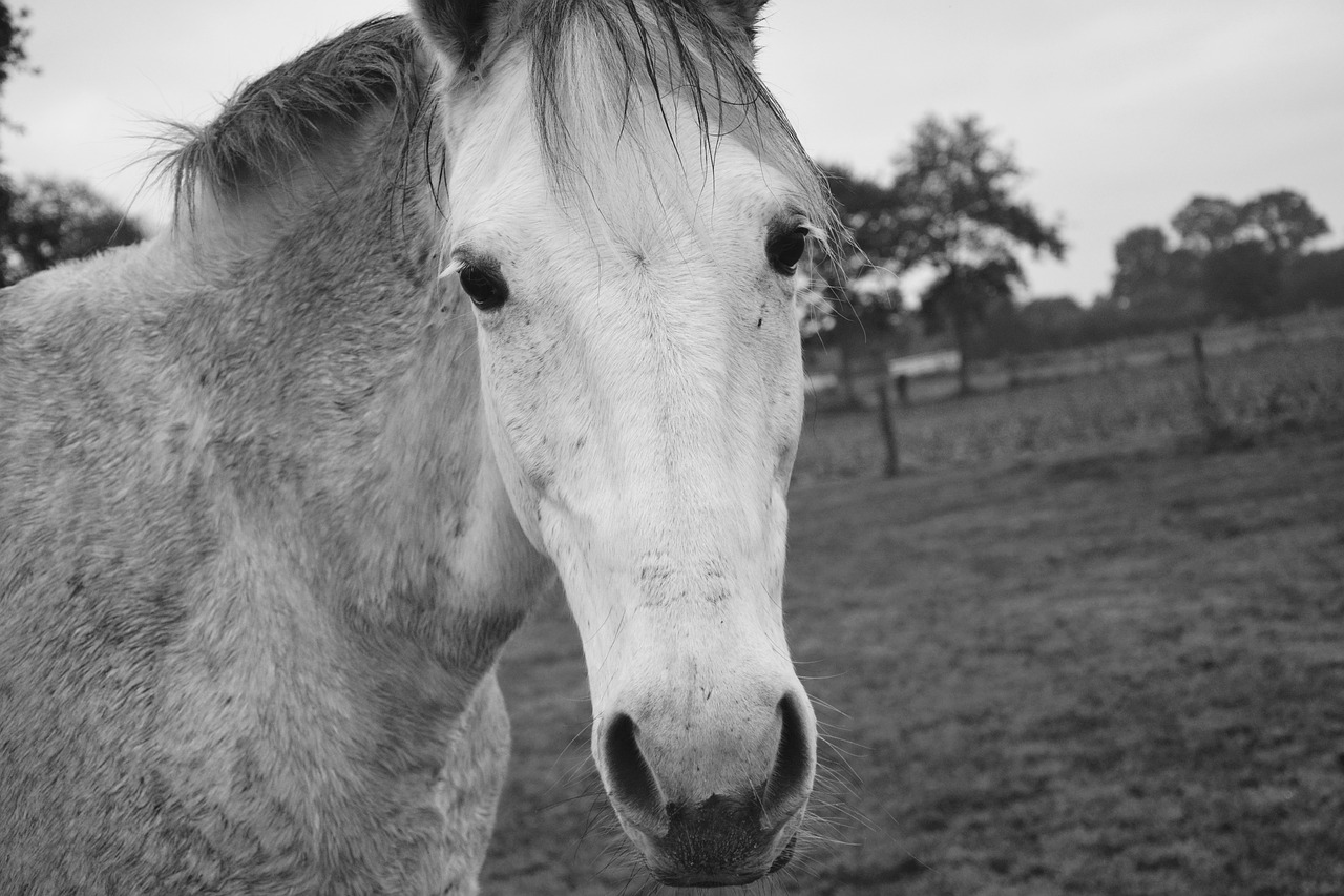 horse photo black white head free photo