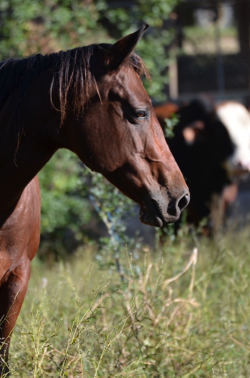 horse mare farm free photo