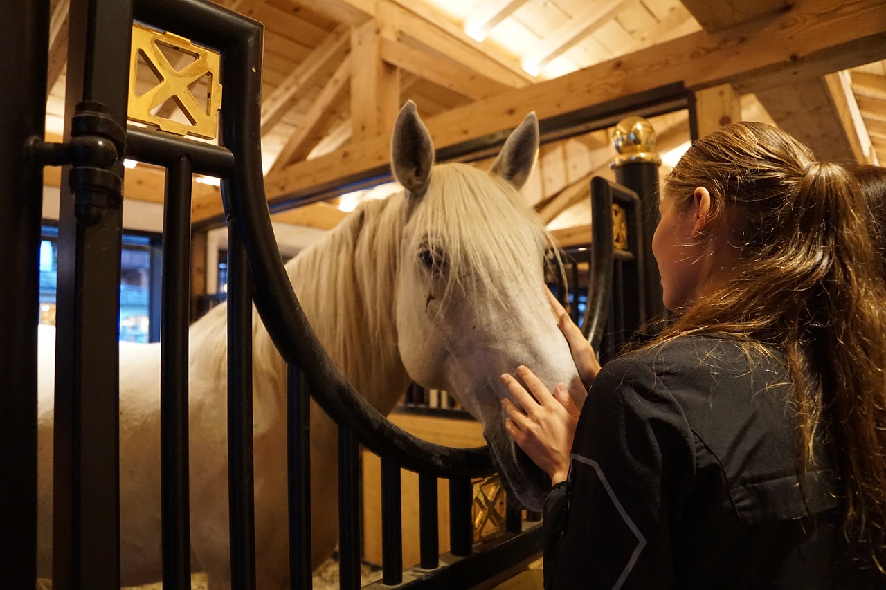 horse lipizzaner stud free photo