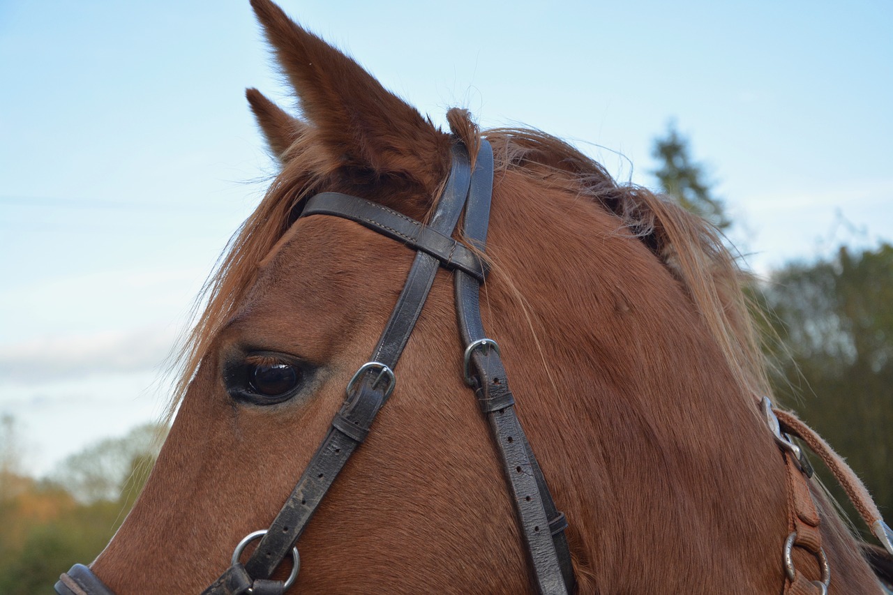 horse mare equine free photo