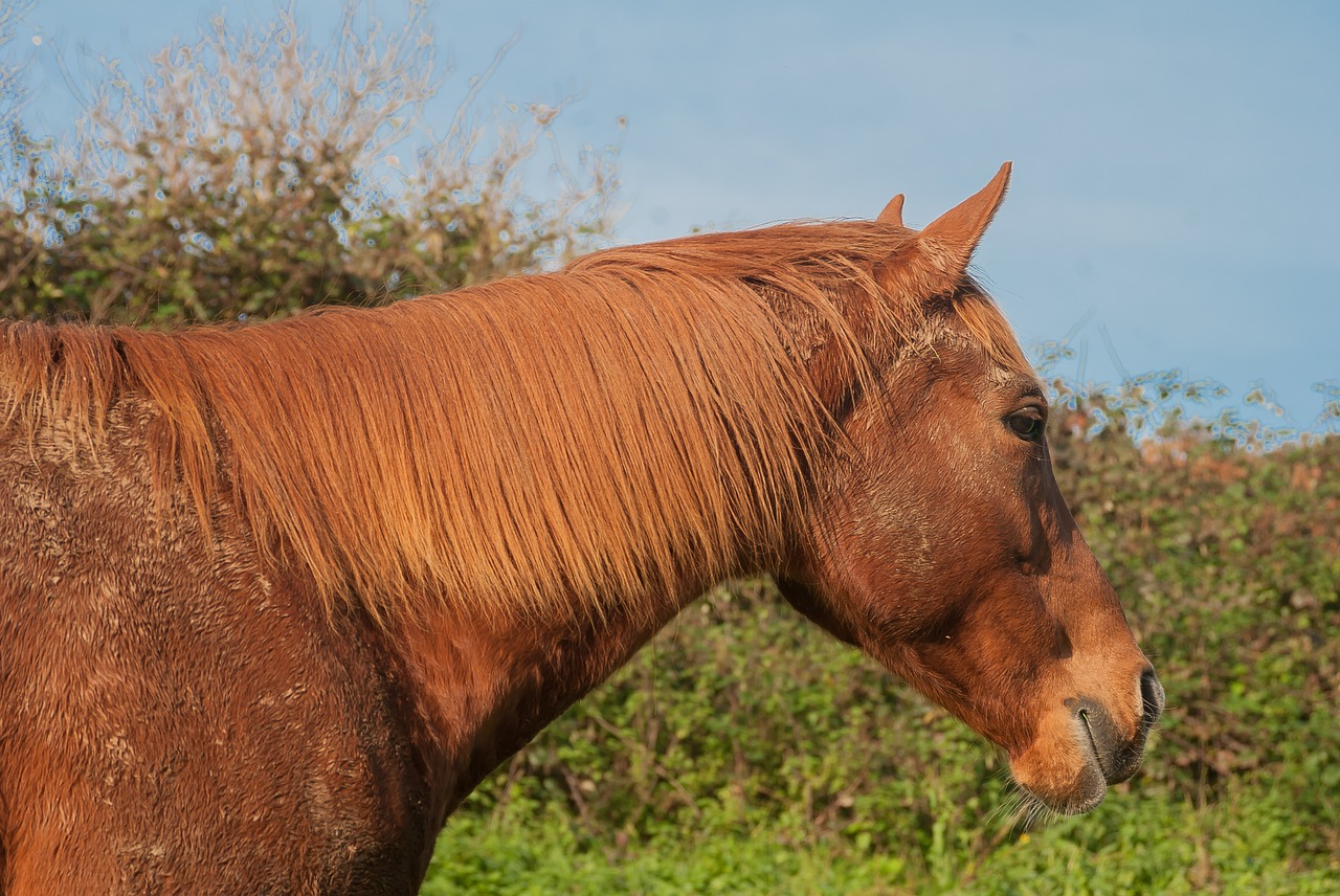 horse brown horse brown free photo