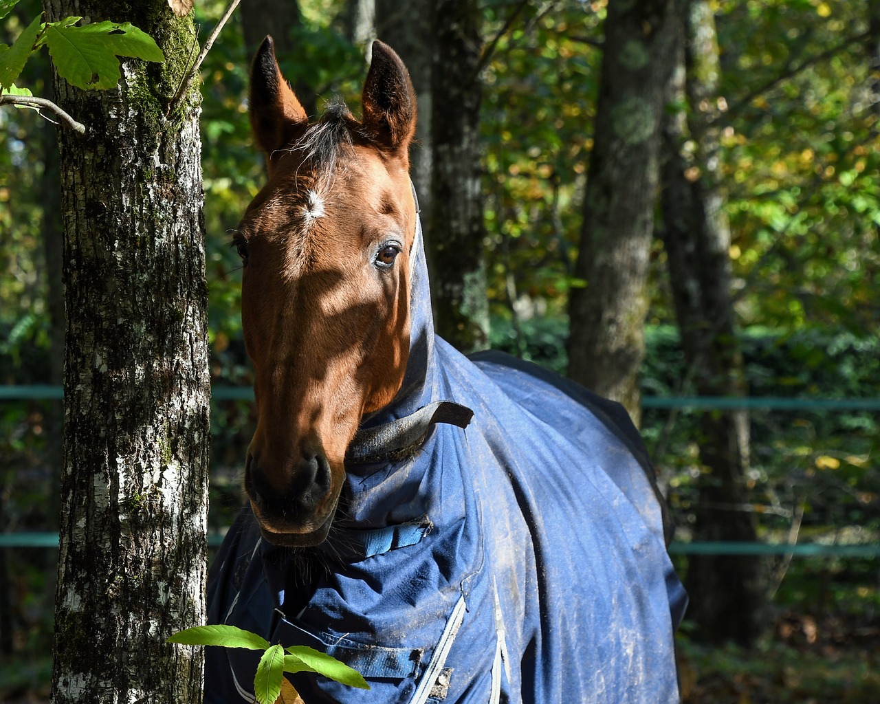 horse tree nature free photo