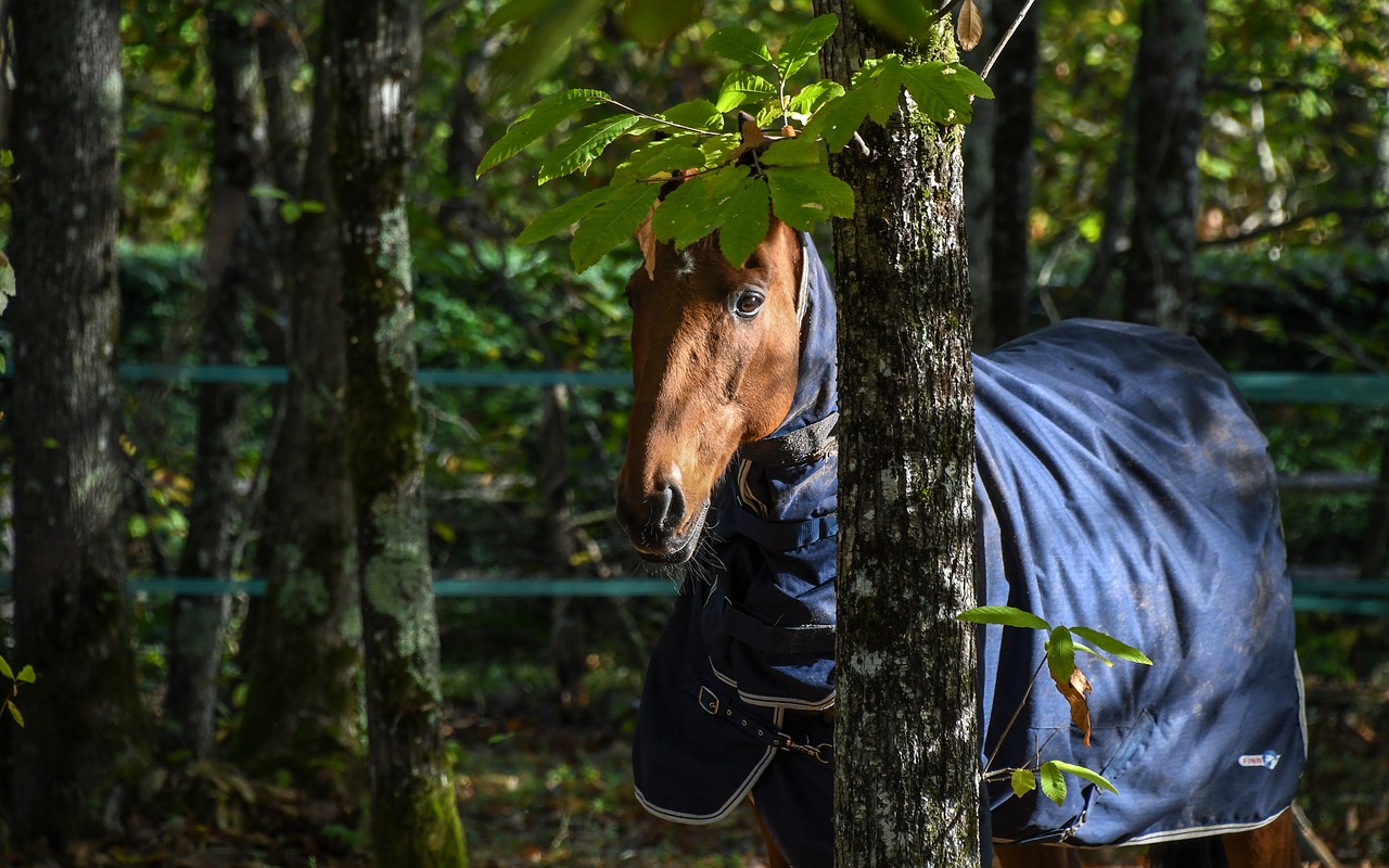 horse tree nature free photo