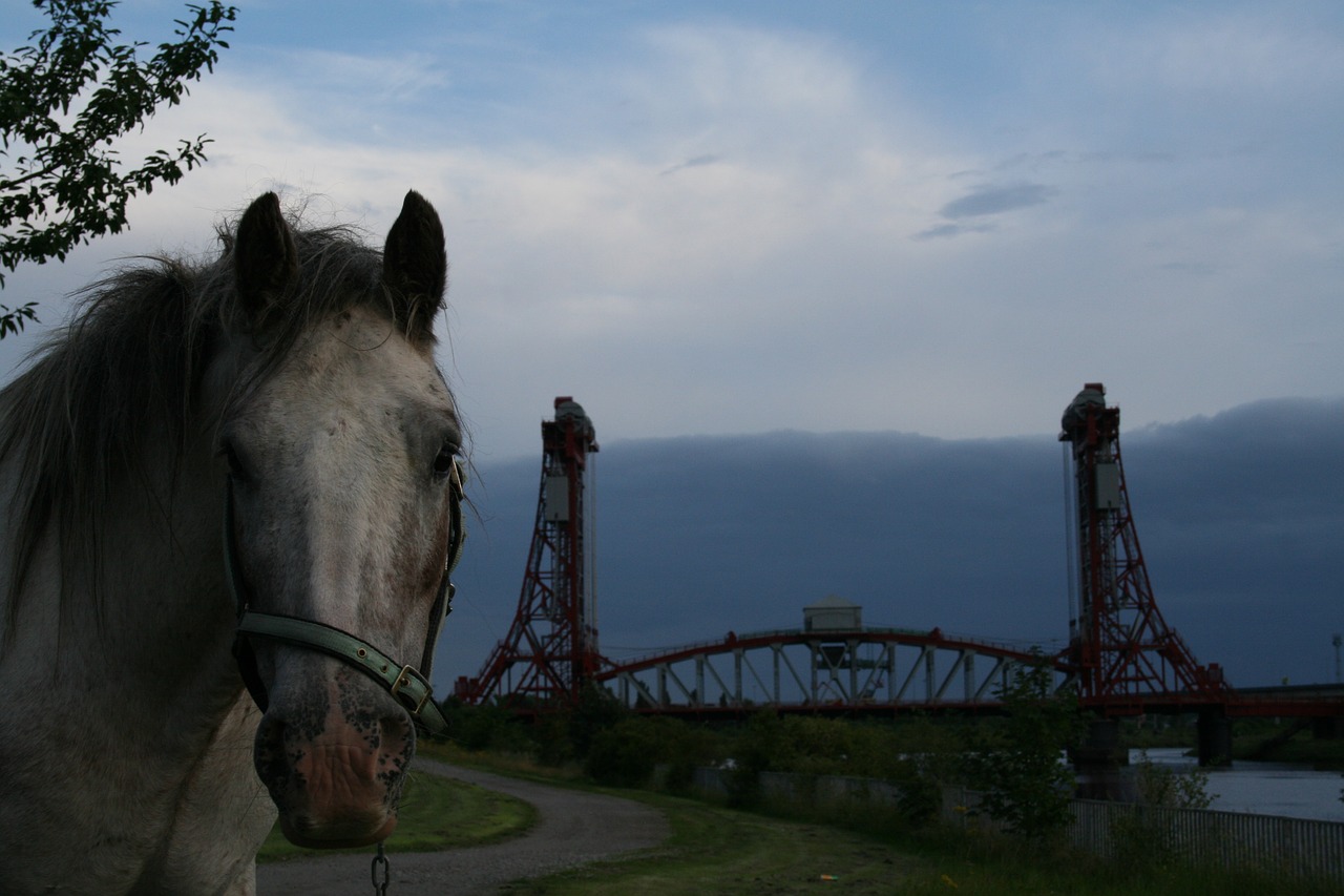 horse horses bridge free photo