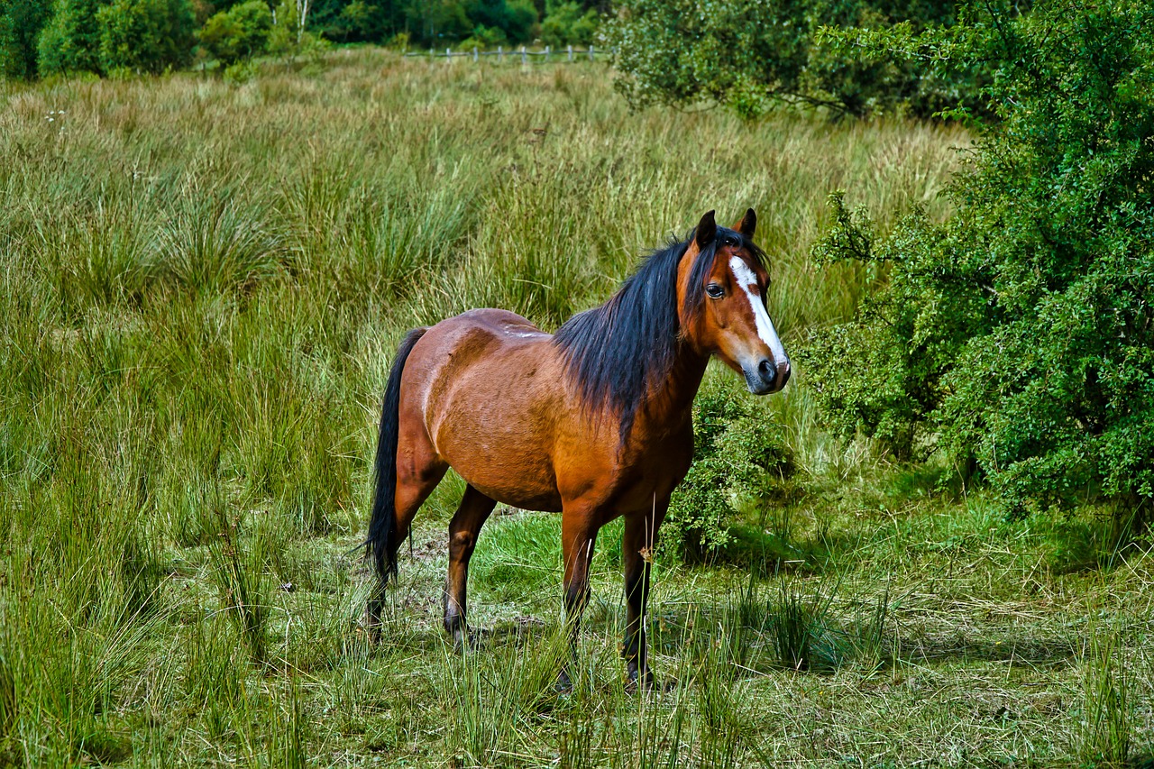 horse field animal free photo