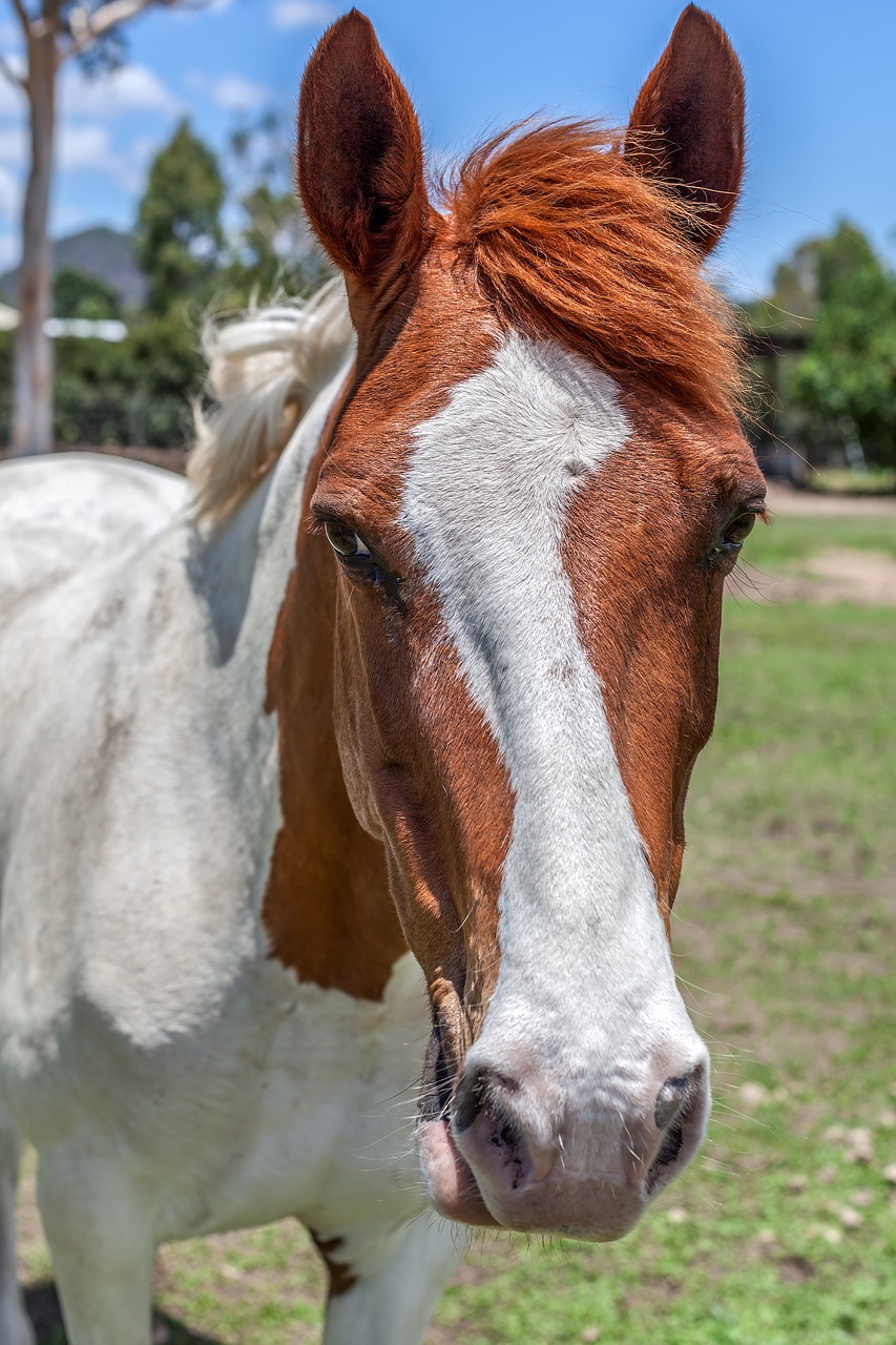 horse paint horse rescue horse free photo