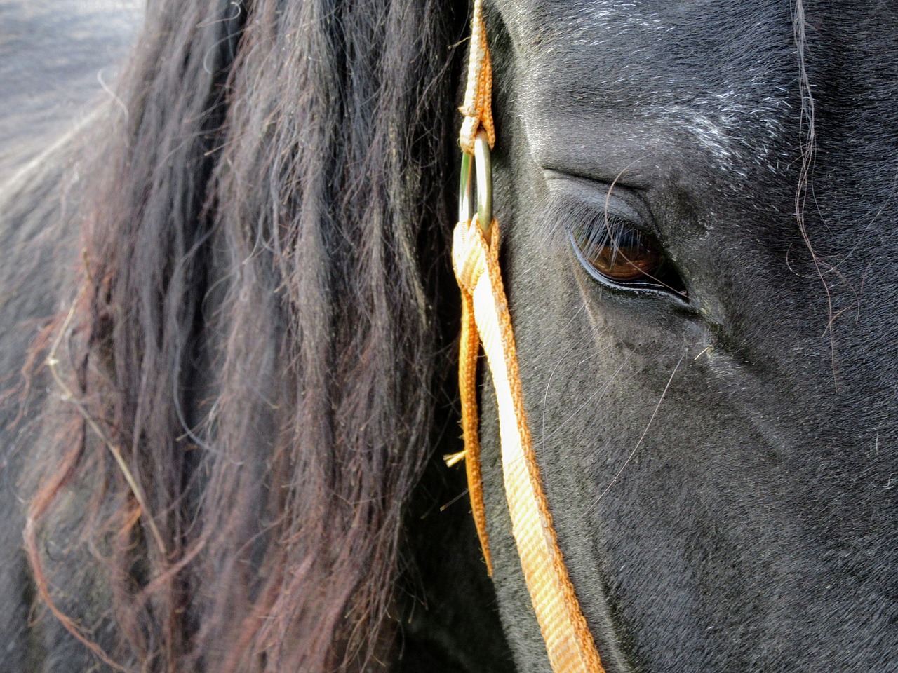 horse horse head pferdeportrait free photo