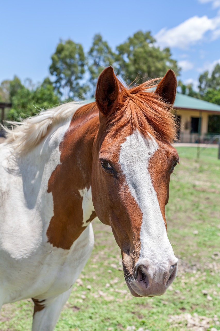 horse paint horse animal free photo