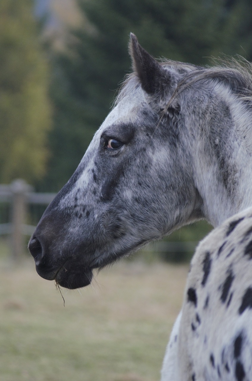 horse outdoors nature free photo