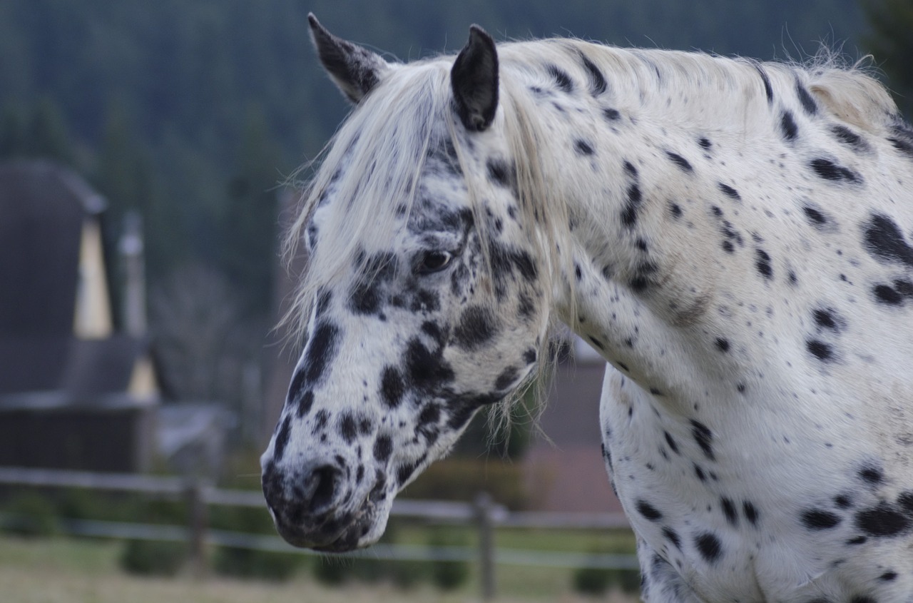 horse outdoors nature free photo