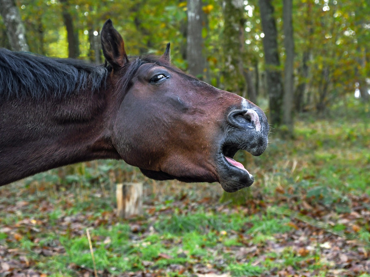 horse neigh forest free photo