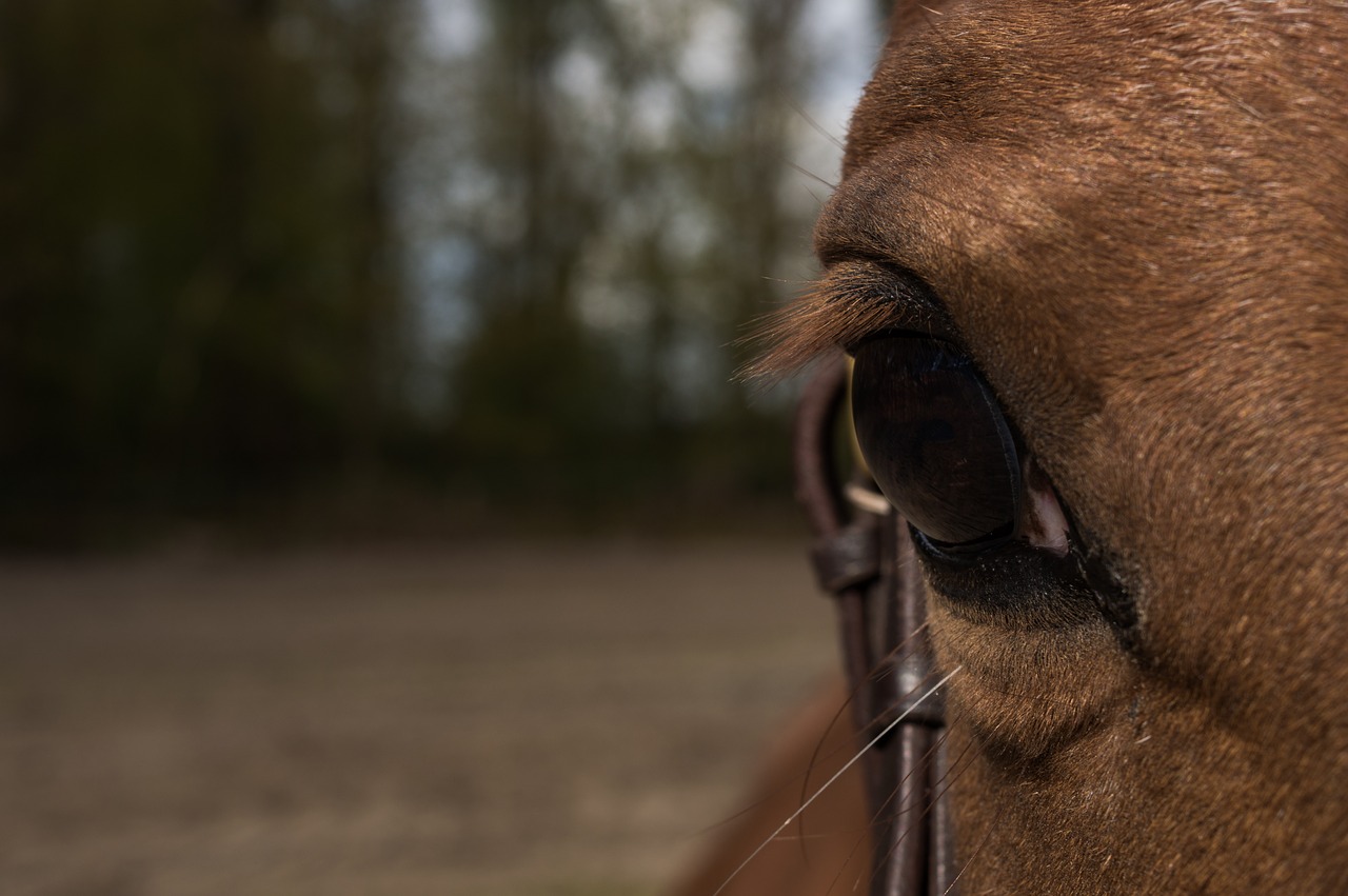 horse eye horse head free photo