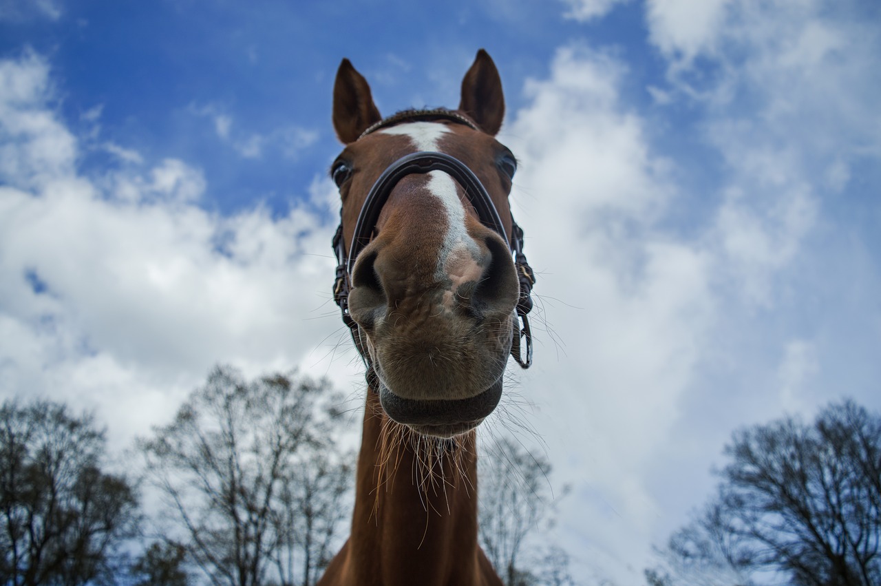 horse horse head sky free photo