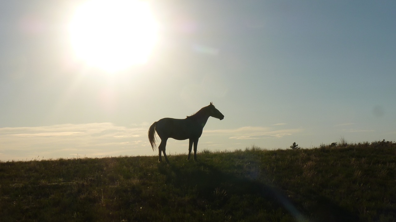horse silhouetted sunset free photo
