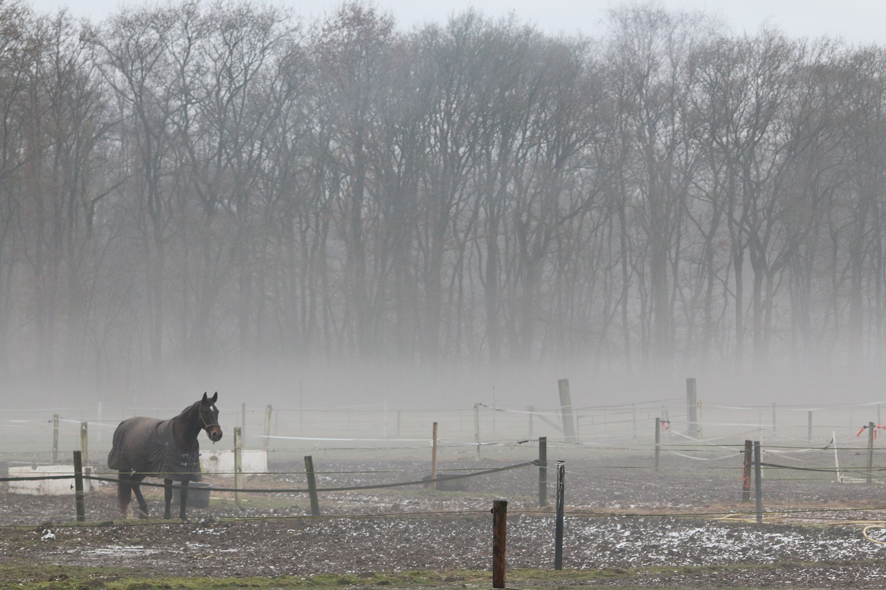 horse nature winter free photo