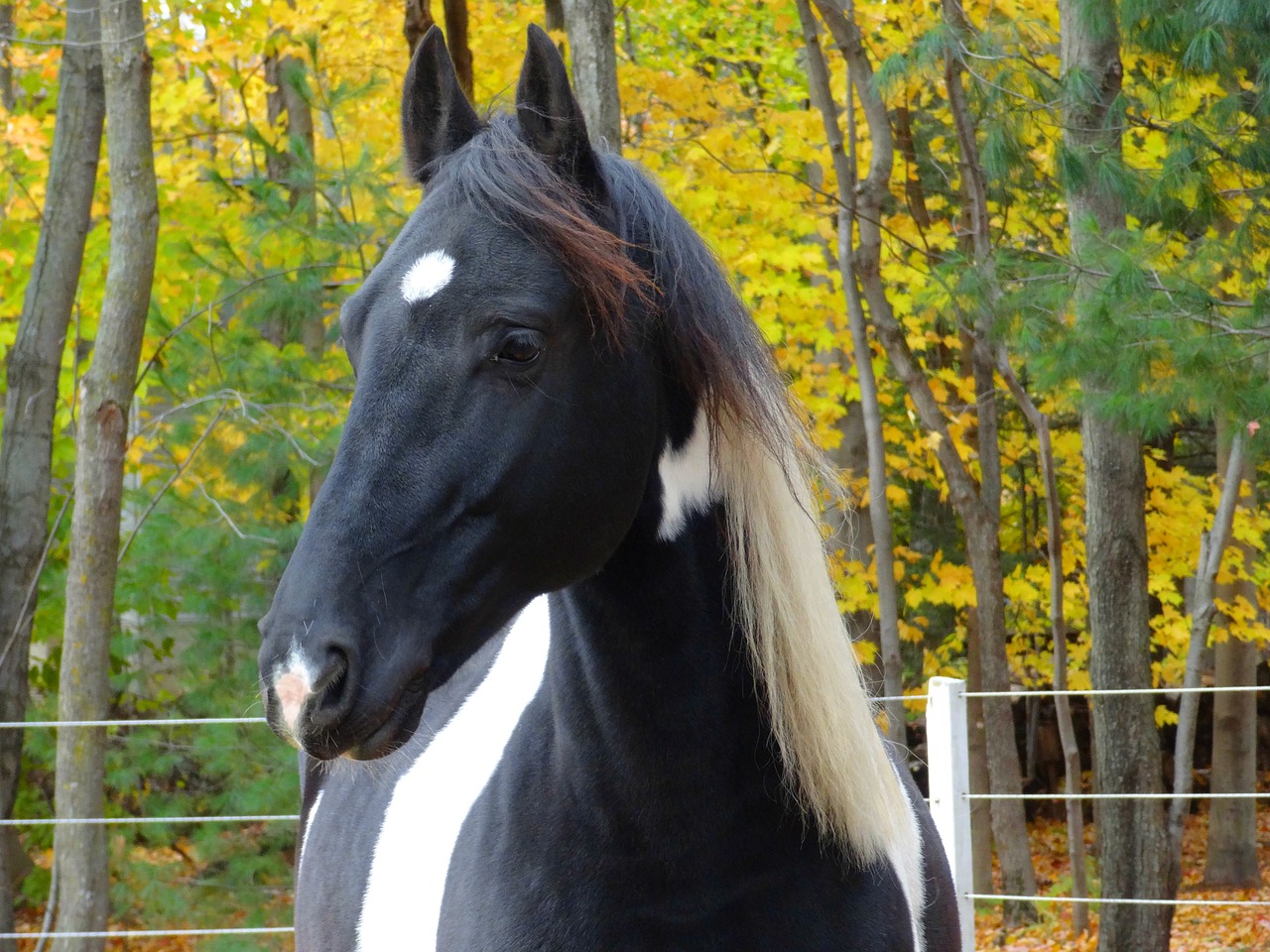 horse friesian pain horse free photo