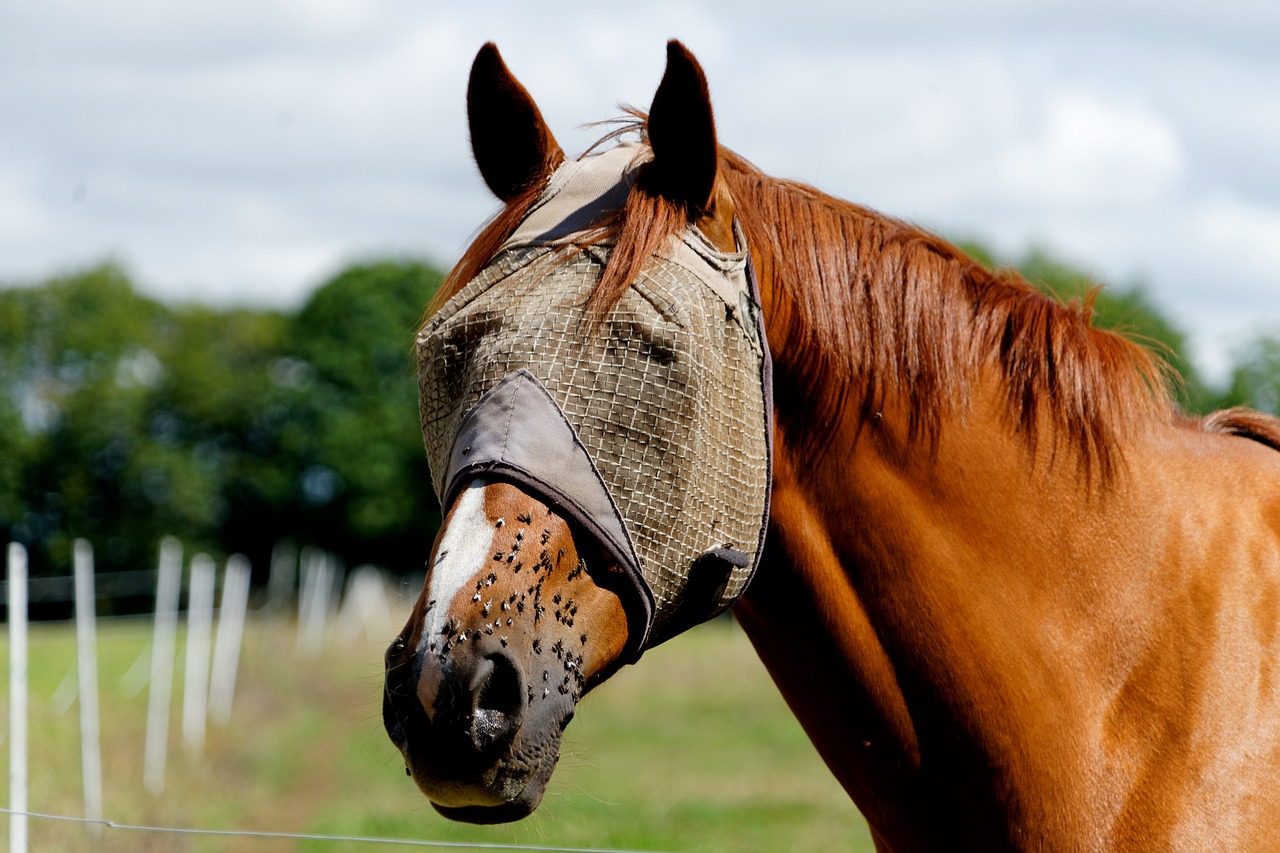 horse nostrils horseback riding free photo