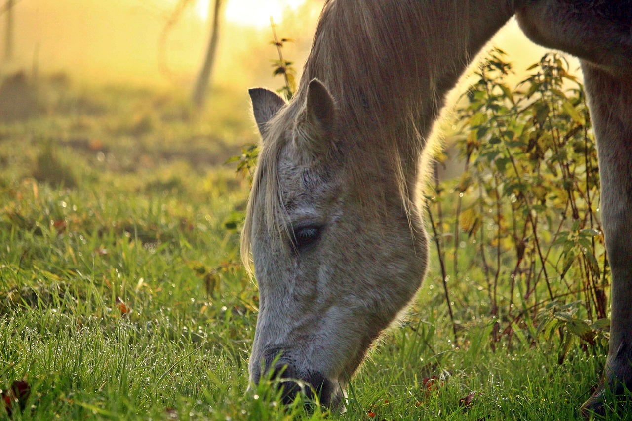 horse mold fog free photo