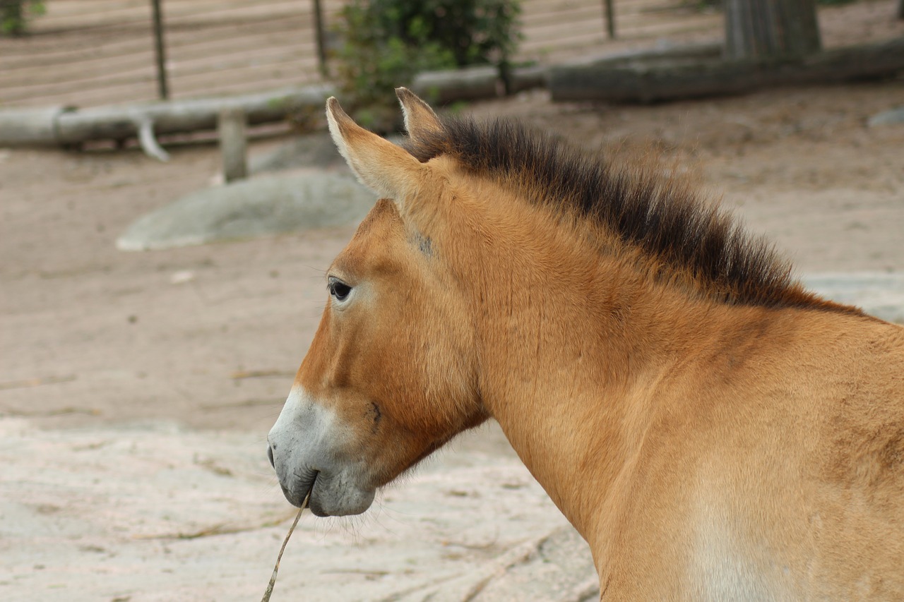 horse zoo korkesaari free photo