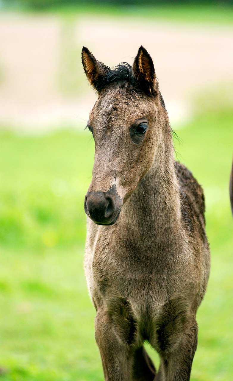 horse colt filly free photo