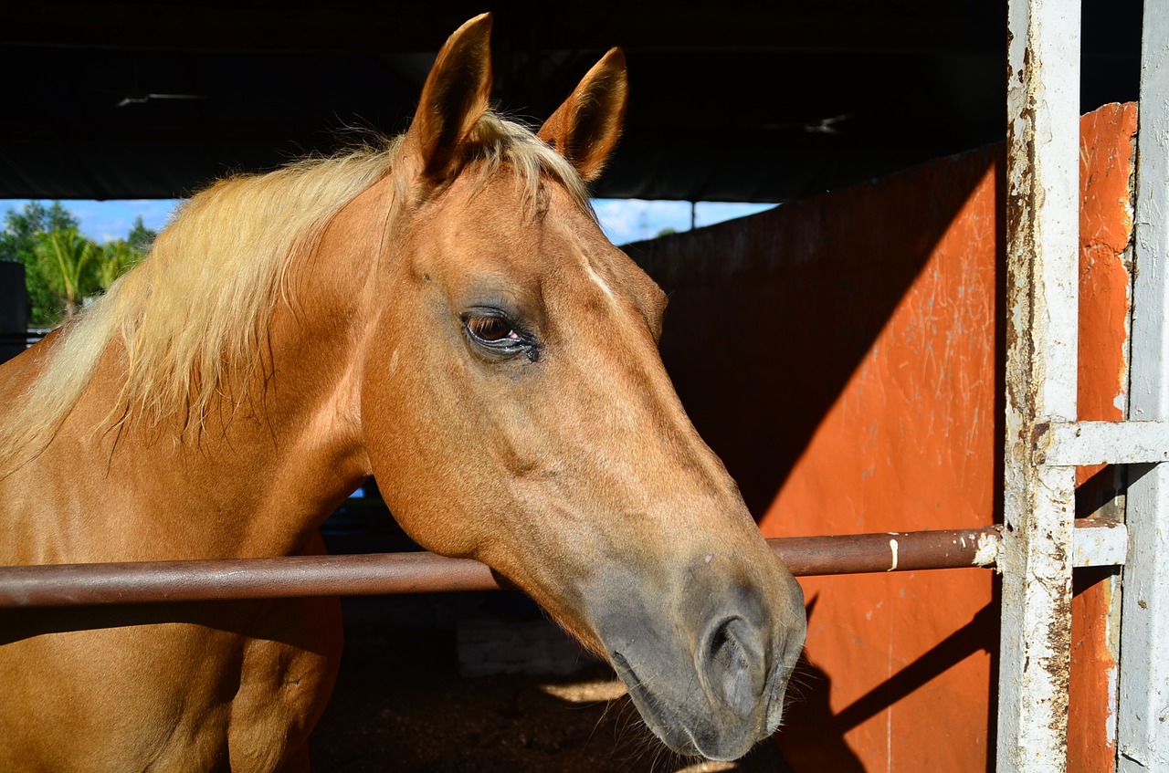 horse animal equine free photo