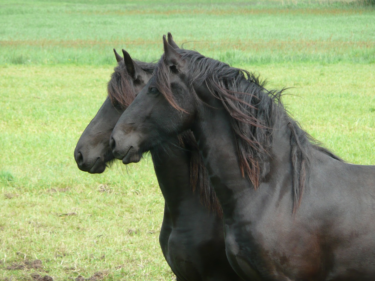 horse friesian horse together free photo