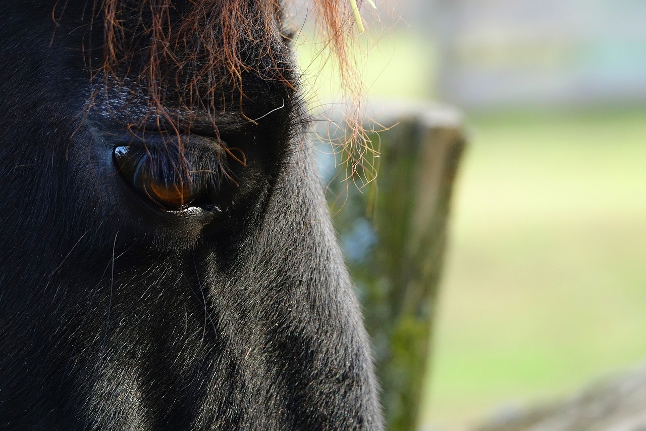 horse horse eye eyelashes free photo