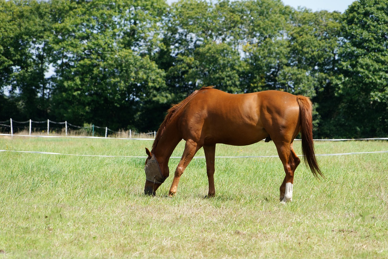 horse pre standard free photo
