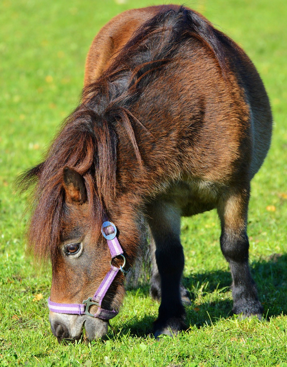 horse pony mane free photo